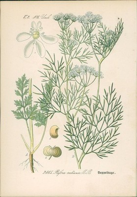 Chromolithographie : Doppelkugel. Strahliger Hohlsame. Bifora radians M. B. Umbe