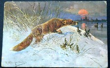 49524 AK Hunting Hair Game Fox In The Snow At Sunset
