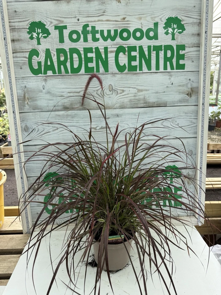 1 × Pennisetum ‘Fireworks’ – Bold Purple Variegated Fountain Grass – 2L Pot - Image 2 of 3