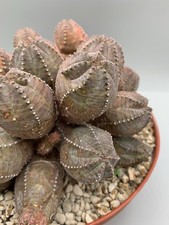 Euphorbia pseudoglobosa Vaso 18 Verde Rossa Marrone Punti Bianchi Inermis