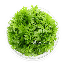 Ceratopteris Siliquosa Tissue Culture Water Sprite Aquarium Plants Factory