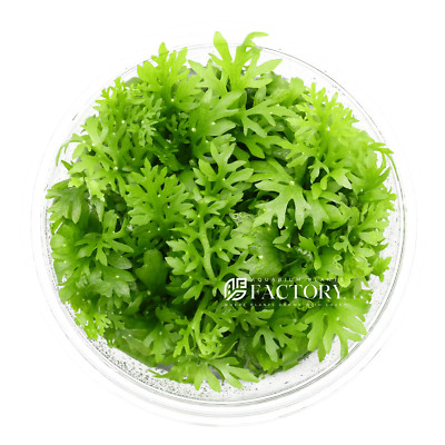 Ceratopteris Siliquosa Tissue Culture Water Sprite Aquarium Plants Factory 