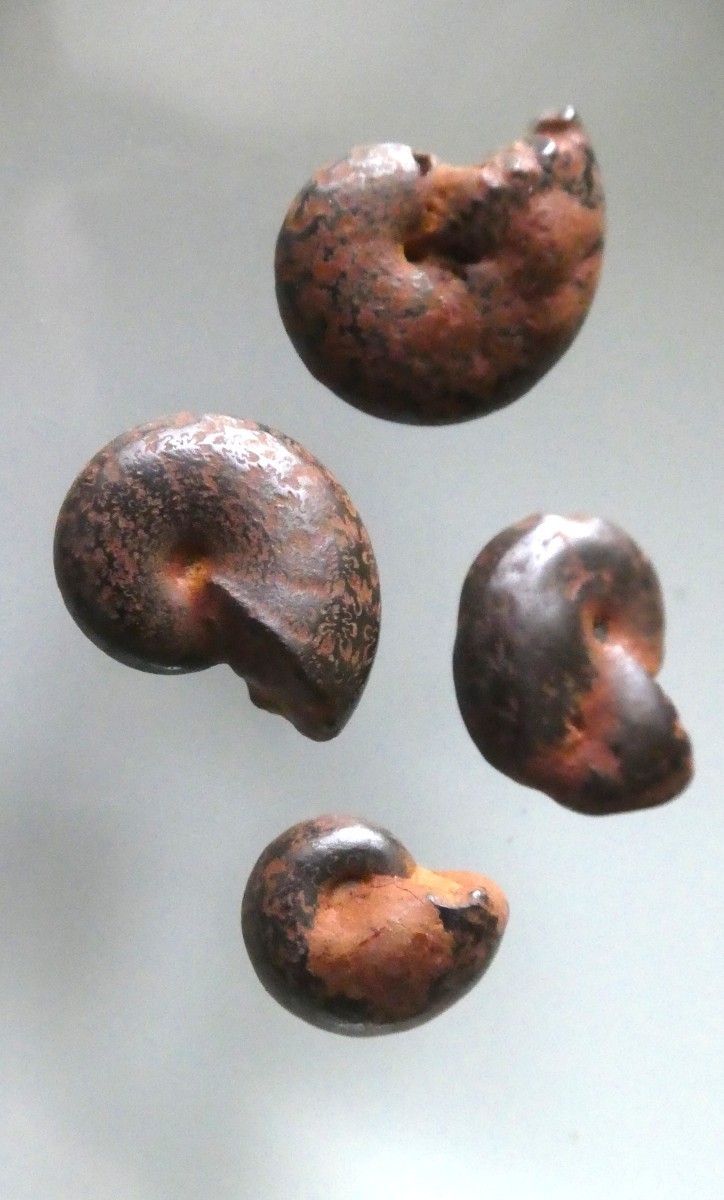 4 piccoli fossili di Ammonite limonitizzata del Marocco