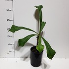 Picture 5 of 5