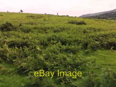 Photo 6x4 Ferns on Coed-y-Prior Field. Beili-glas  c2007