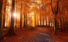 Landscape morning forest sunlight path trees fall leaves Custom Gaming Mat Desk