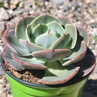 Echeveria ‘Cassyz Winter’