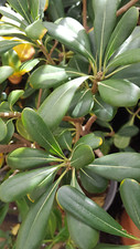 BORDER HEDGES pittosporum tobira 35 seeds seeds