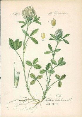 Chromolithographie : Ockerklee. Blassgelber Klee. Trifolium ochroleucum L. Legum