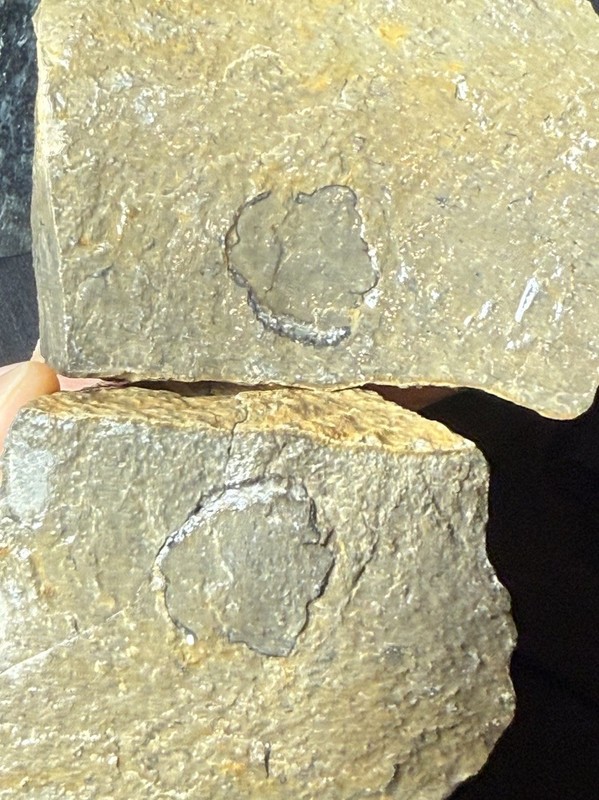 Partially Exposed Colorful Large Unprepared Phacopid Trilobite Fossil Devonian