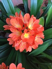 Fresh seed 5 x Clivia Miniata  - Good strong Orange flower
