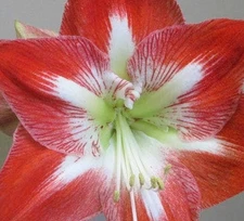 Large Amaryllis FANTASTICA 34-36 centimeters - United States Seller