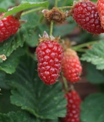 Mûre framboise Loganberry sans épine en conteneur de 2L pour jardin