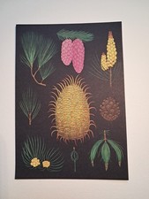 Royal Botanic Gardens Kew Arboretum Postcard Korean Pine Leaves Spruce