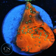 CS JF SILVER BULLET MONTI - WYSIWYG LIVE CORAL