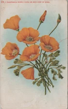 California Poppy Cup of Gold Loma Linda Postmark 1901 postcard LP1