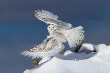 Snowy Owl Liftoff by Jim Cumming Wildlife Photography Giclee Print Ships Free