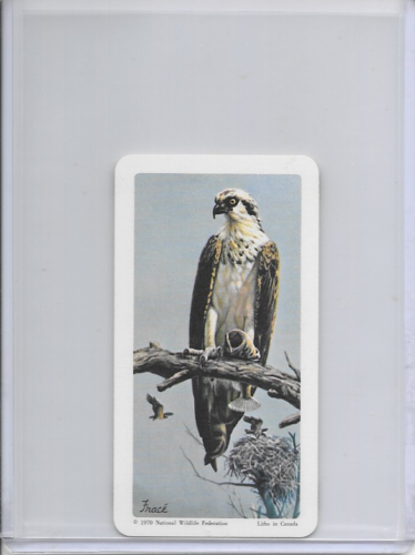 1970 Osprey National Wildlife In Danger Federation Card #26 Series 13 - Picture 1 of 2