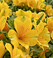 Alstroemeria Colorita Lisa Peruvian Lily - 3Lt Pot Flowering Herbaceous