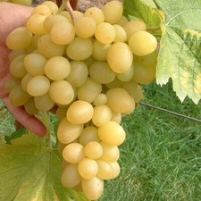 Weinrebe Arkadia ® Vitis vinifera süße gelbe fast kernlose große Trauben