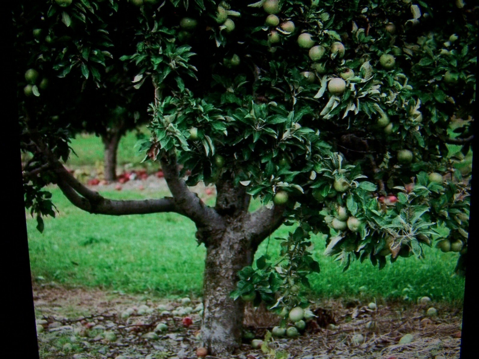 APPLE TREE CUTTINGS SEMIDWARF 12 GRANNY SMITH APPLE TREE CUTTINGS NOT