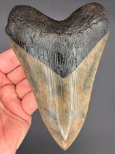 Megalodon Shark Tooth 6.27 Serrated Fossil Shark Teeth