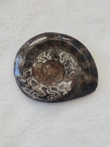 Ammonite - Polished Fossil 