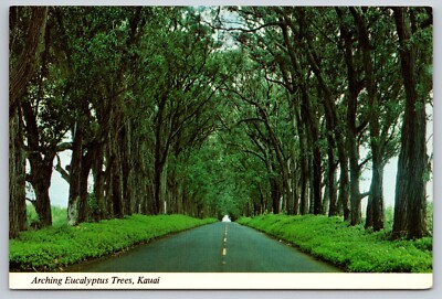 Postcard Hawaii Kauai  Arching Eucalyptus Trees 40W