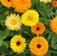 CALENDULA FLOWER SEEDS 100+ PACIFIC BEAUTY MIX annual ORANGE Free Shipping