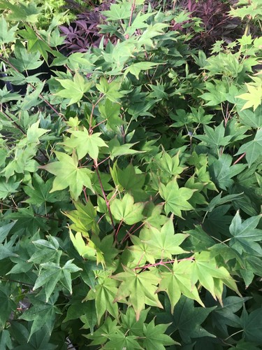 Japanese Maple SATSUKI BENI VERY RARE!!