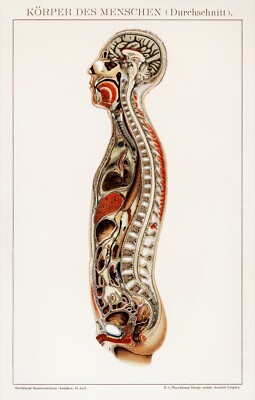 13238.Decoration Poster.Home wall.Room vintage art design.Human anatomy spine