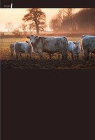 Mubeen Butt | Potencial De Livestock Takaful En PakistáN: Un Estudio EmpíRico