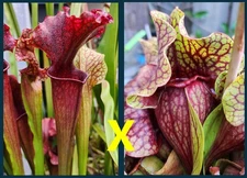 2025 SARRACENIA SEEDS: JUDITH HINDLE X FAT ORNATE PURPUREA [CP SEED]