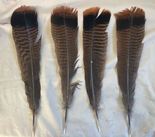 12 - Grade 2 Adult Eastern Wild Turkey Tail Feathers