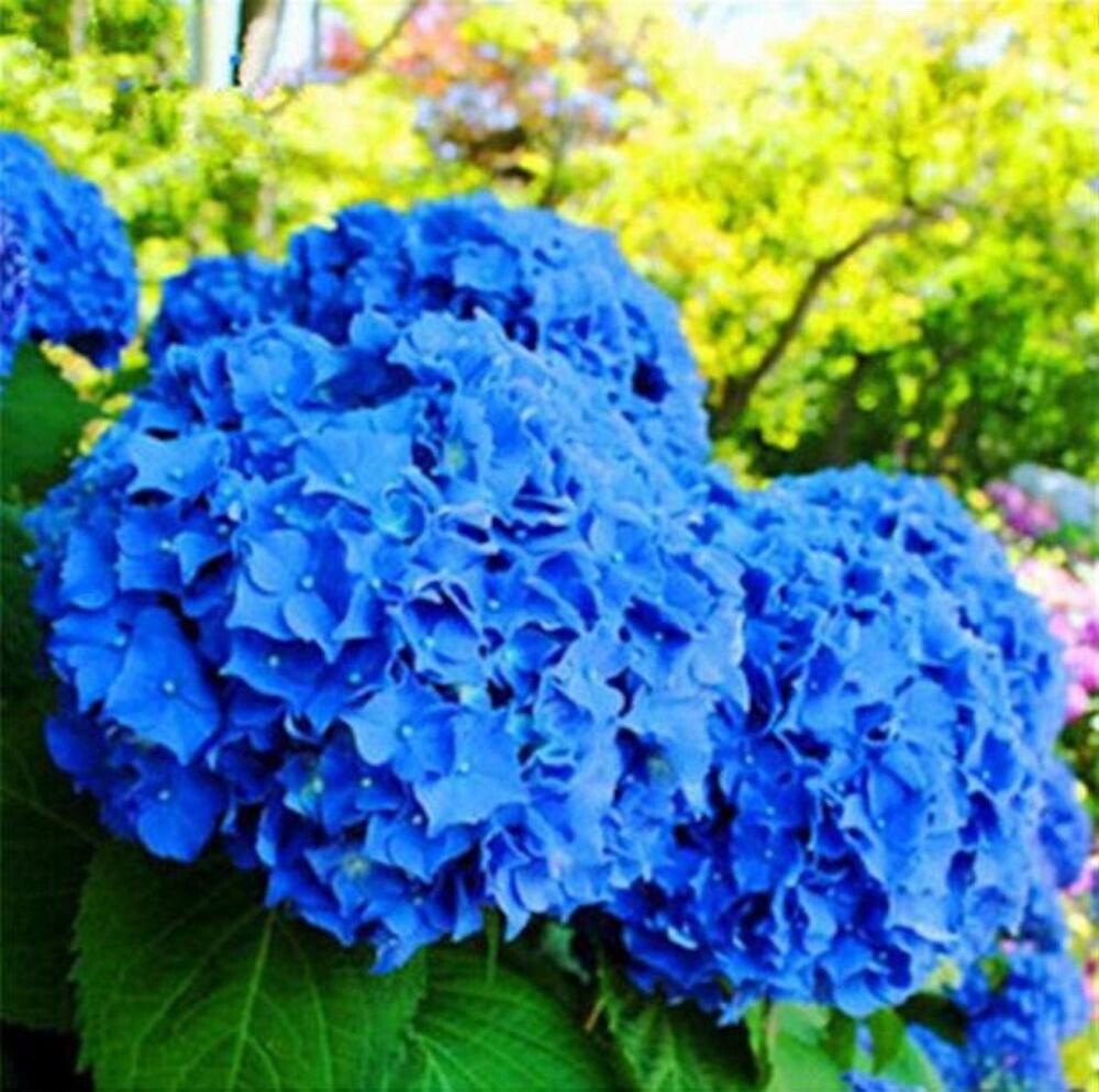 20 Deep Blue Hydrangea Seeds – Rare Exotic Bush – USA Grown