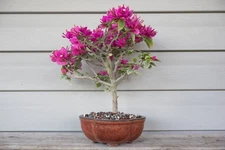 BUY IT NOW! 'PIXIE' BOUGAINVILLEA Bonsai Tree! Gorgeous Pink Flowers!