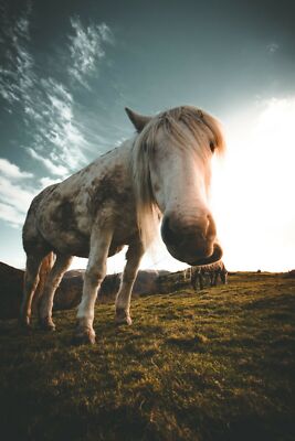 White Horse Lake District National Park England Wall Print Photo Poster