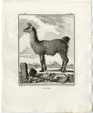 Antique Print-LLAMA-LAMA GLAMA-PL. 20-de Vries-Buffon-1785