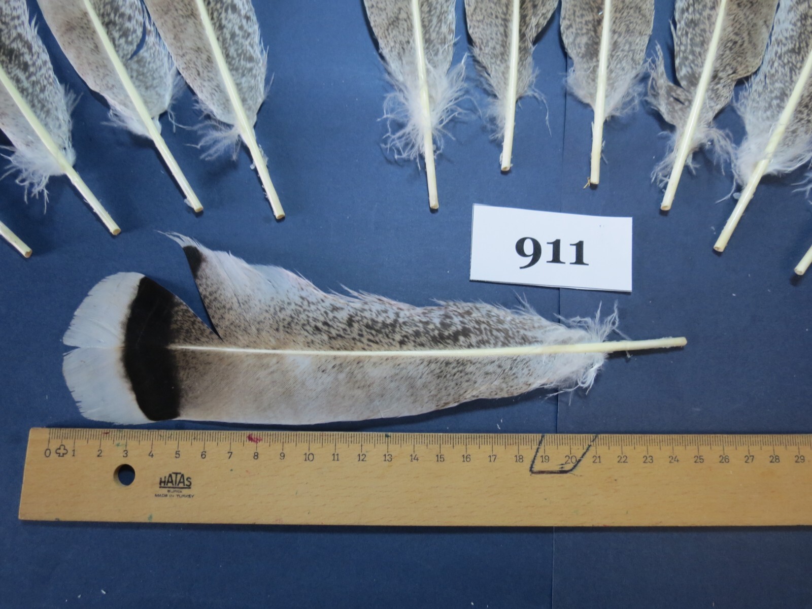 28 Pcs Turkey Tail Feathers, Fly Tying Materials,Rare Feathers. (911) eBay