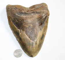 Megalodon Shark Tooth Fossil No Repair Natural 6.65" Huge 1.38 Pound Tooth