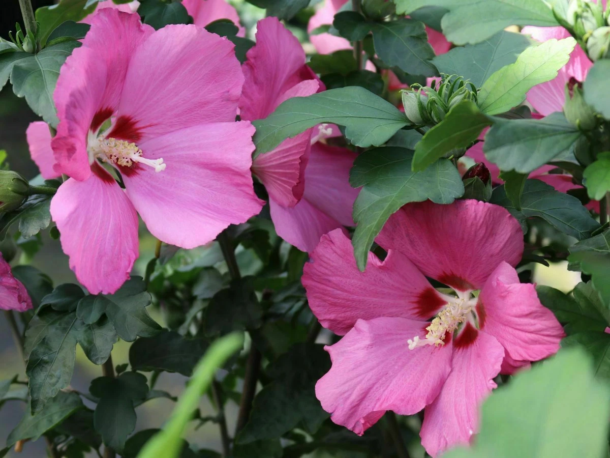 Korea rose on sale
