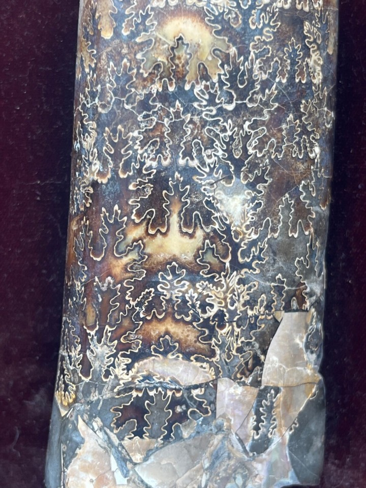 Vintage Specimen BACULITE Montana Cretaceous Period Rock Polished