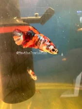 1-Live Betta Fish - Female Betta for Sorority Tank Plakat Galaxy Koi