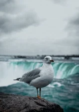 NIAGARA FALLS *2X3 FRIDGE MAGNET* WATERFALLS GORGE CANADA AMERICA HORSESHOE USA