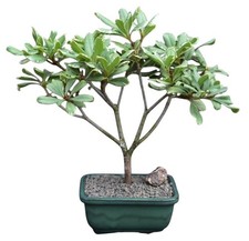 Mock Orange Bonsai Tree Live Plant Flowering Japanese Variegated 10"H Indoor