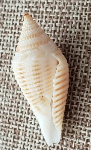 Conus Coromandelicus 35 mm India 1998 gran espécimen RARO ⭐ - Imagen 9 de 11