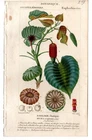 Turpin 1816 Antique hand-colored botanical print: Sandbox tree, plant decor