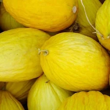 Crenshaw Melon Seeds, Cranshaw, Heirloom, NON-GMO, Variety Sizes, FREE SHIPPING