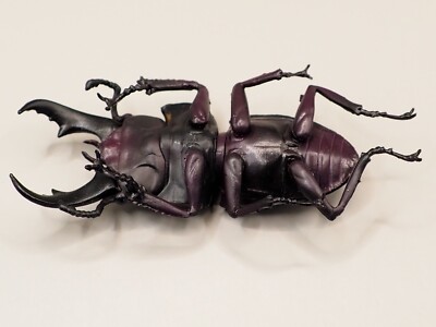 Dorcus titanus sakishimanus Insect Hunter Figure F-toys Japan T439