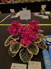 African Violet Leaves (2) Hunter's Exit Wound (Standard)